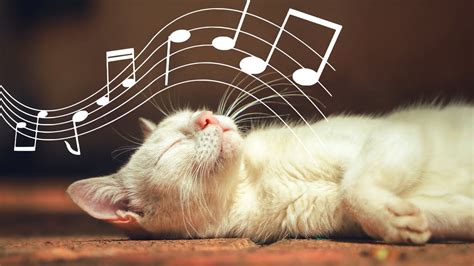 does music calm cats|can cats appreciate human music.